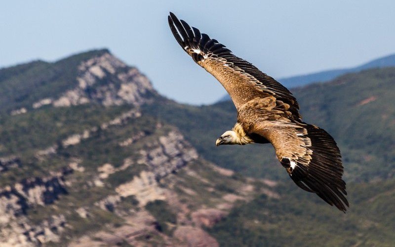 El cim de les àligues